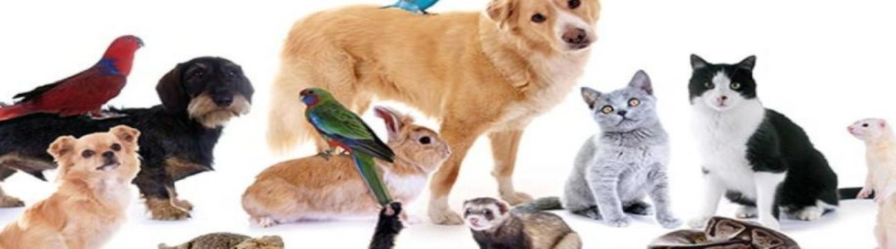 Pet Lovers